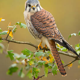 American Kestrel by Milan Zygmunt