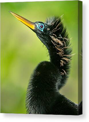 Anhinga Canvas Prints for Sale