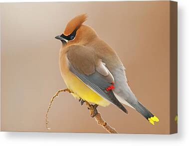Cedar Waxing Canvas Prints for Sale
