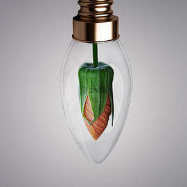 Flower in Bulb by Bess Hamiti