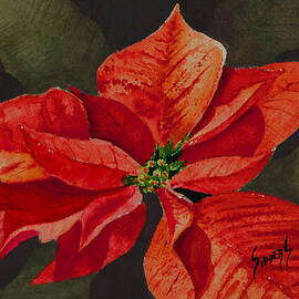 Franci's Poinsettia by Sam Sidders