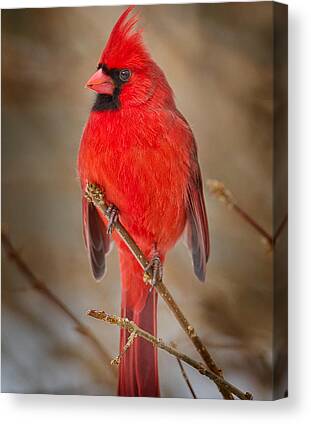 Cardinal Canvas Prints for Sale