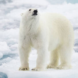 Polar Bear by Kencanning