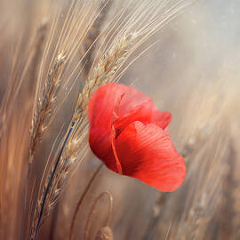 Red Poppy  by Magda Bognar