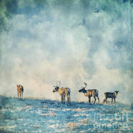 roam free by Priska Wettstein