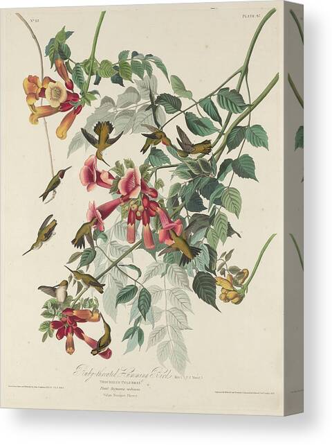 Ruby-Throated Hummingbird #1 Canvas Art Print by Dreyer Wildlife Print Collections