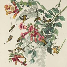 Ruby-Throated Hummingbird by Dreyer Wildlife Print Collections 
