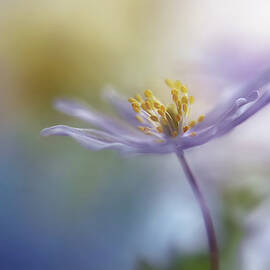 Springtime Watercolor by Heidi Westum