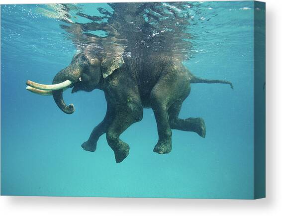 Swimming Elephant #1 Canvas Art Print by Mike Korostelev  Www.mkorostelev.com