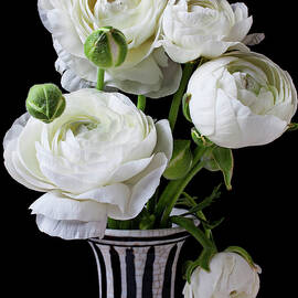 White ranunculus in black and white vase by Garry Gay