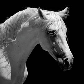 White Stallion Horse Andalusian Bw by 66north