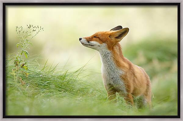 Zen Fox Series - Zen Fox Framed Canvas Print