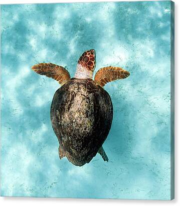 160526-5628 Canvas Print