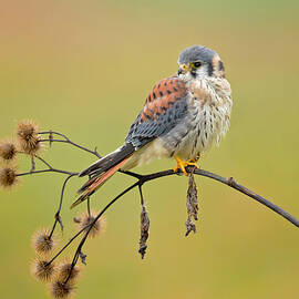 American Kestrel by Milan Zygmunt