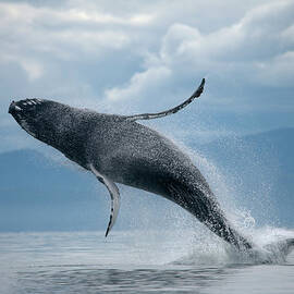 Breaching Humpback Whale, Alaska by Paul Souders