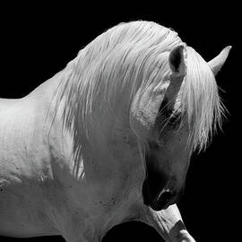 White Stallion Horse Andalusian Bw by 66north