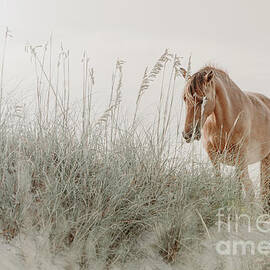 Wild Horse on the Beach by Diane Diederich