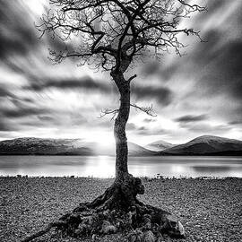 Millarochy Bay Tree Loch Lomond by John Farnan