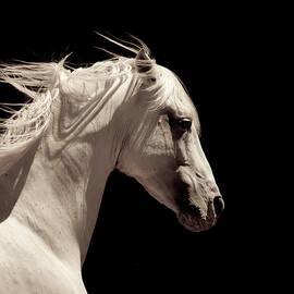 White Stallion Horse Andalusian by 66north