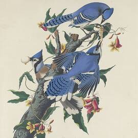 Blue Jay by Dreyer Wildlife Print Collections 