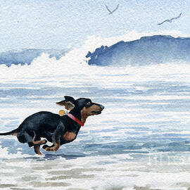 Dachshund at the Beach by David Rogers