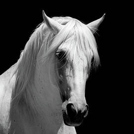 White Stallion Horse Andalusian Bw by 66north