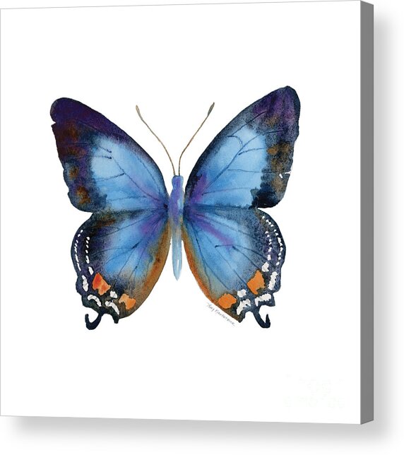 80 Imperial Blue Butterfly Acrylic Print