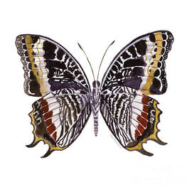 88 Castor Butterfly by Amy Kirkpatrick