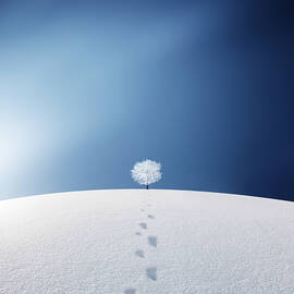 A tree in the field by Bess Hamiti