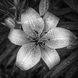 After the Rain by Scott Norris
