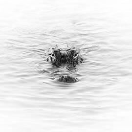 Alligator by Ivo Kerssemakers