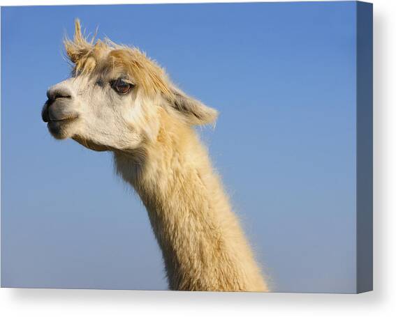 Alpaca Canvas Art Print by Skip Hunt
