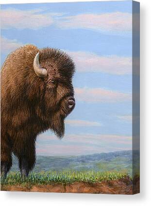 Buffalo Canvas Prints for Sale
