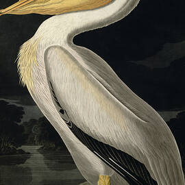 American White Pelican by John James Audubon