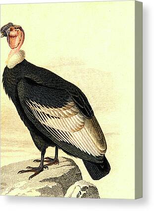 Condor Canvas Prints for Sale