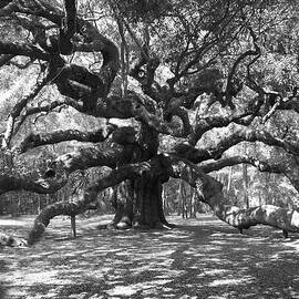 Angel Oak Tree Black and White by Melanie Snipes