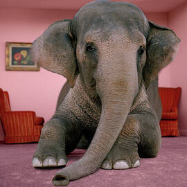 Asian Elephant In Lying On Rug In by Matthias Clamer