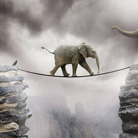 Baby Elephant by By Sigi Kolbe