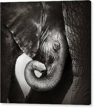 Baby Elephant Seeking Comfort Canvas Print