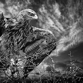 Be Alert by Mathilde Guillemot