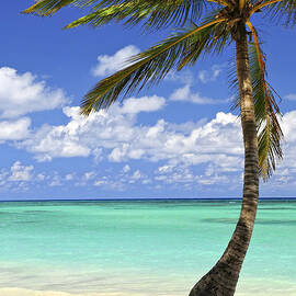 Beach of a tropical island by Elena Elisseeva