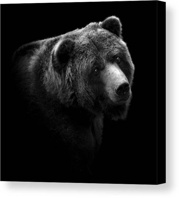 Portrait of Bear in black and white Canvas Art Print by Lukas Holas