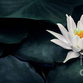 Beautiful white lotus flower closeup. Exotic water lily flower o by Jelena Jovanovic