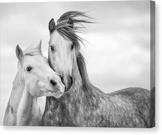 Best Friends I Canvas Art Print by Tim Booth