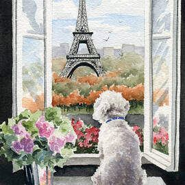 Bichon Frise In Paris by David Rogers