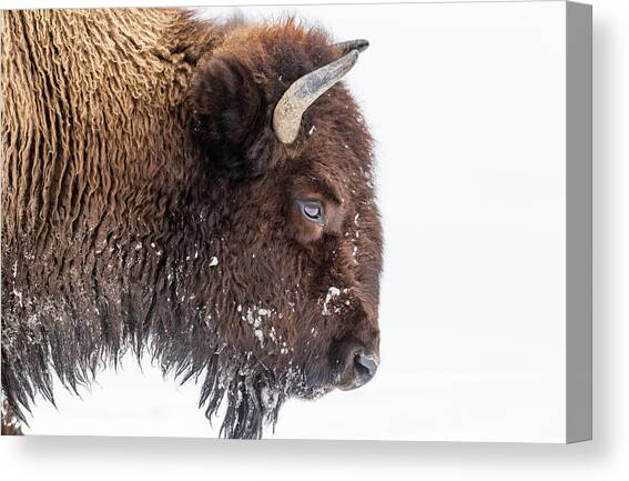 Bison In Winter Canvas Art Print by Kencanning