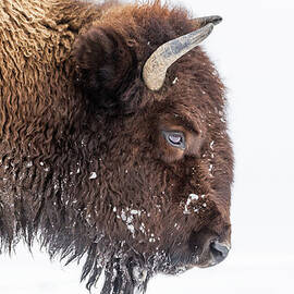 Bison In Winter by Kencanning