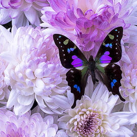 Black and purple butterfly on mums by Garry Gay