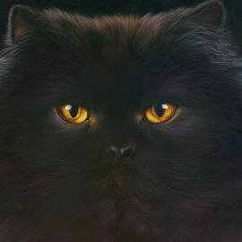 Black Persian by MGL Licensing