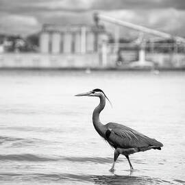 Blue Heron in San Diego Bay by William Dunigan